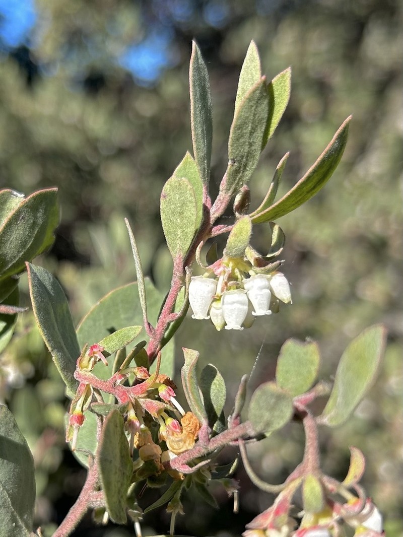 Bonny Doon Manzanita photo 3