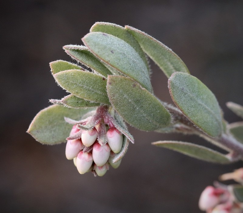 Bonny Doon Manzanita photo 5