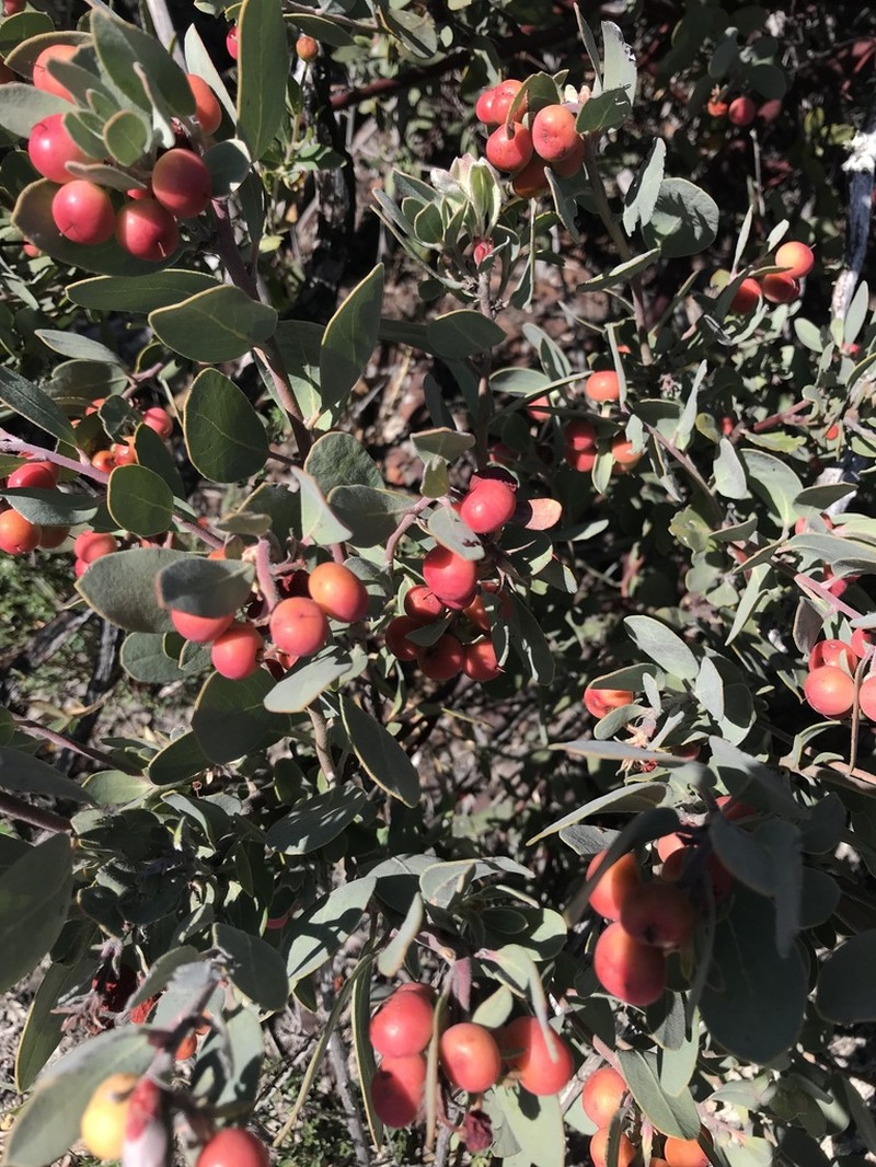 Bonny Doon Manzanita photo 7