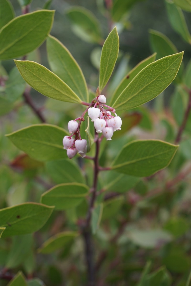 Stanford's manzanita photo 2