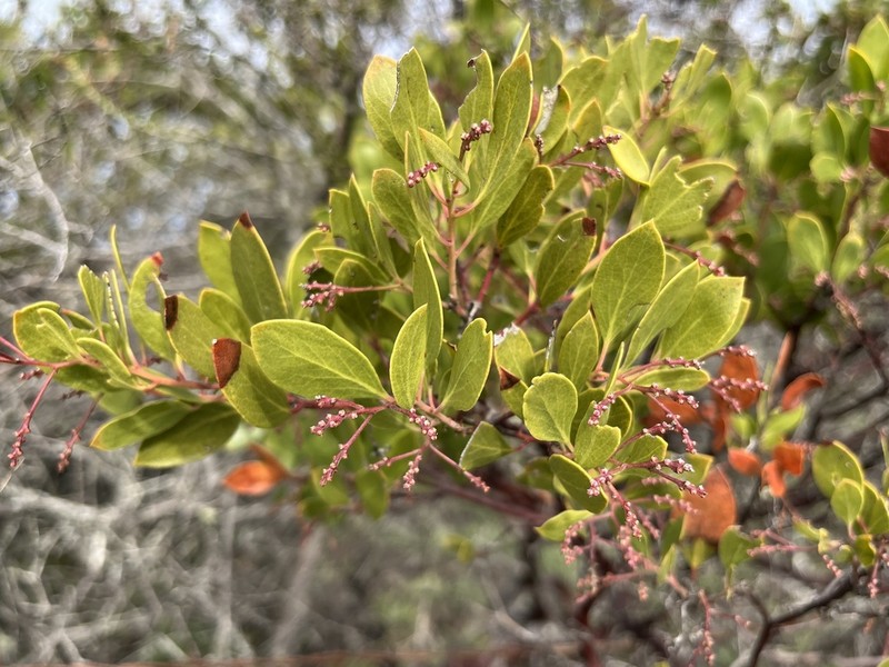 Stanford's manzanita photo 3