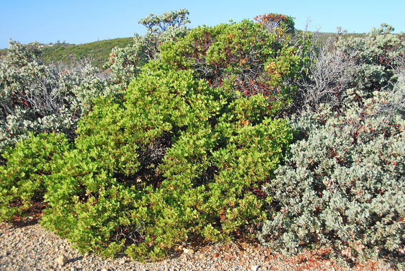 Stanford's manzanita photo 5