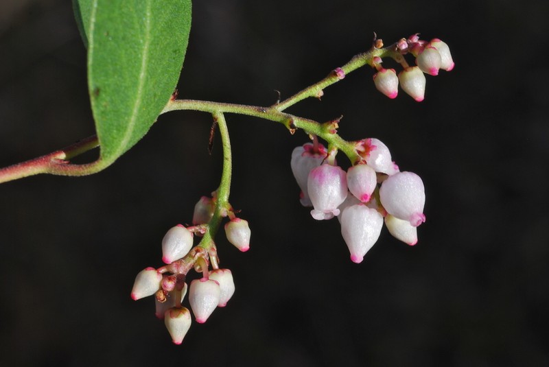 Stanford's manzanita photo 6