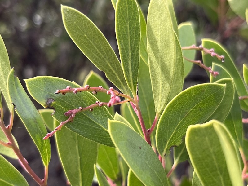 Stanford's manzanita photo 7