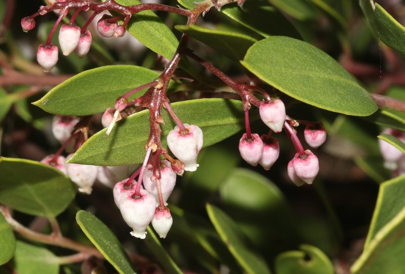 Arctostaphylos stanfordiana subsp. decumbens