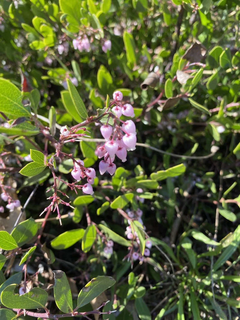 Arctostaphylos stanfordiana subsp. decumbens photo 2