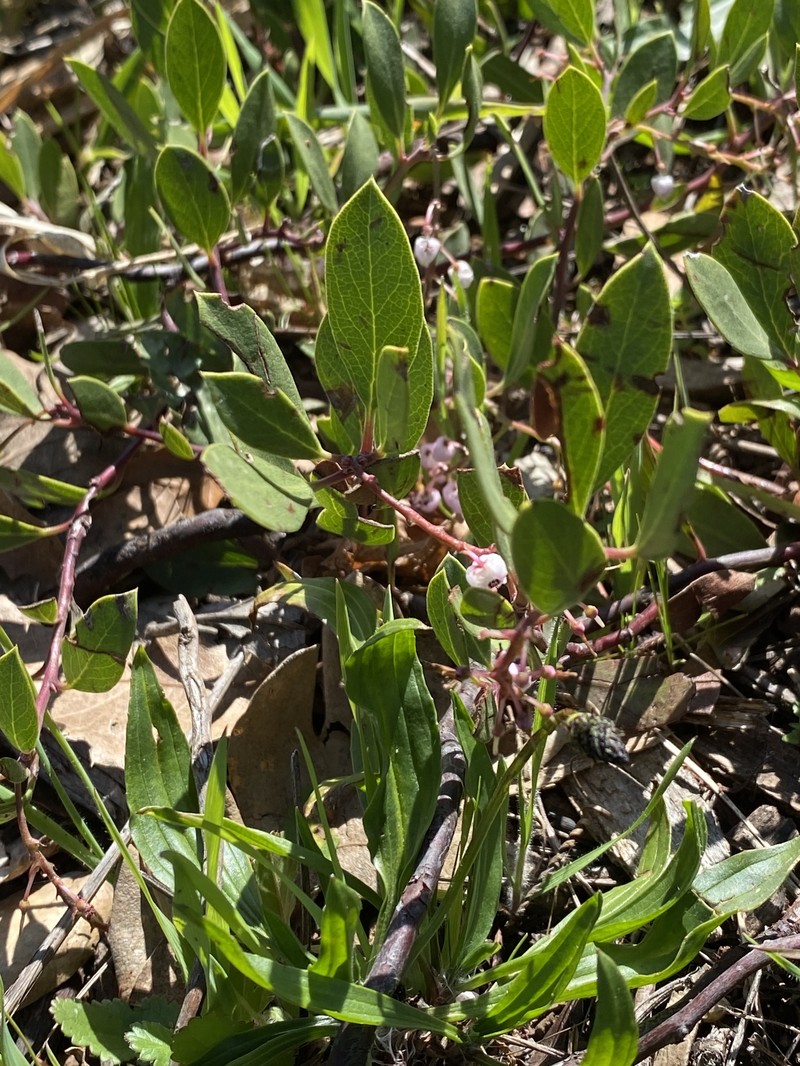 Arctostaphylos stanfordiana subsp. decumbens photo 3