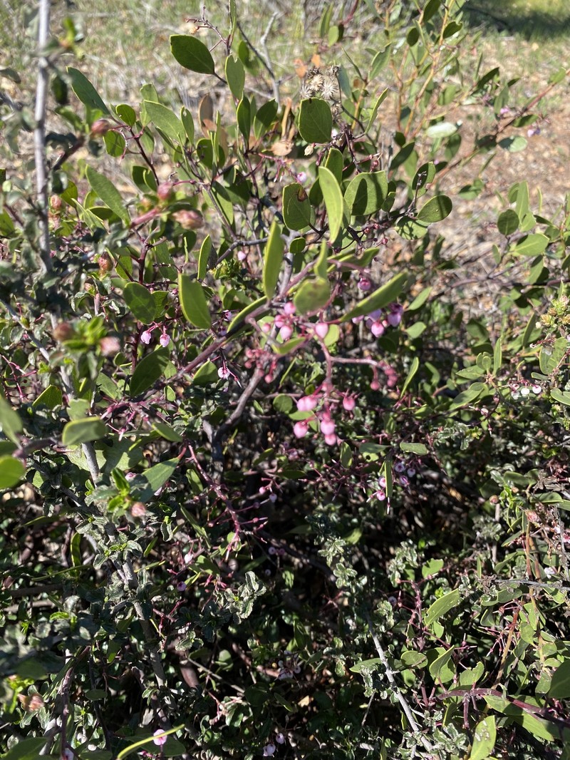 Arctostaphylos stanfordiana subsp. decumbens photo 4