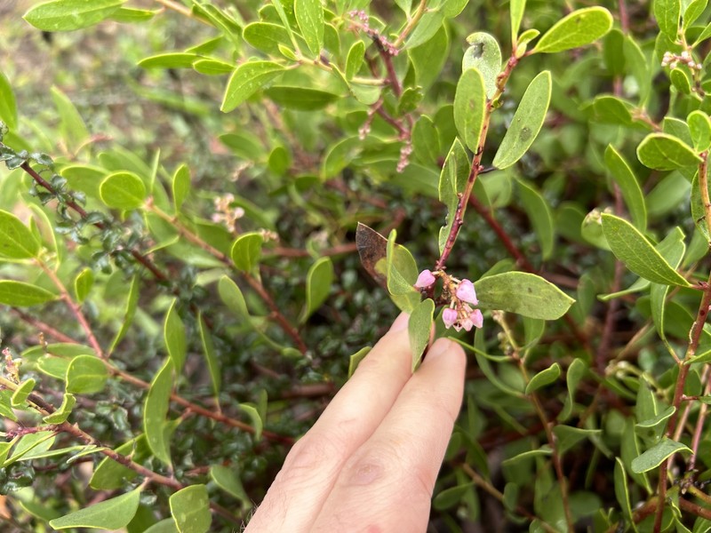 Arctostaphylos stanfordiana subsp. decumbens photo 5