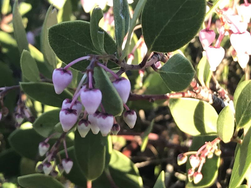 Arctostaphylos stanfordiana subsp. decumbens photo 7