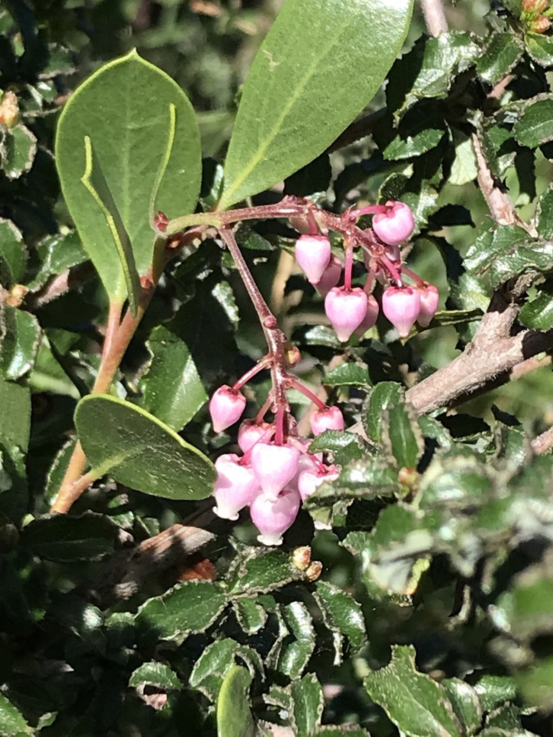 Arctostaphylos stanfordiana subsp. decumbens photo 8