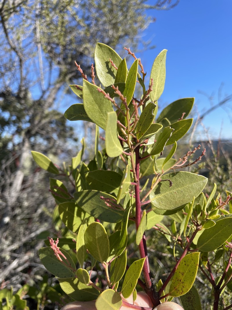 Arctostaphylos stanfordiana subsp. raichei