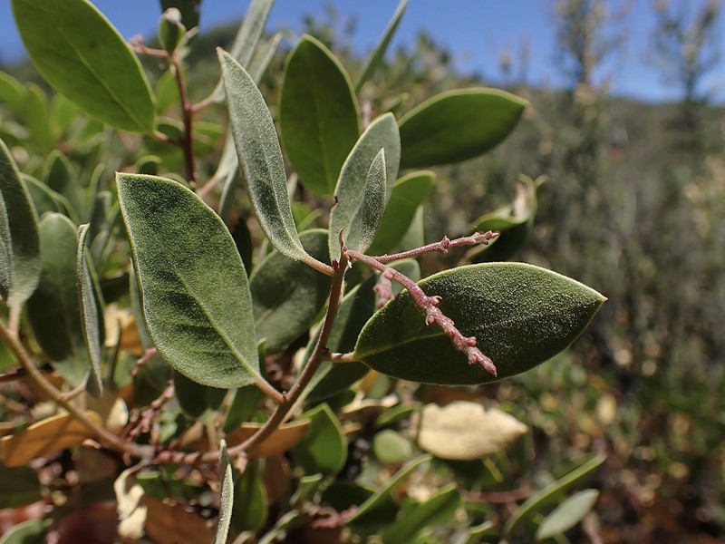 Arctostaphylos stanfordiana subsp. raichei photo 2