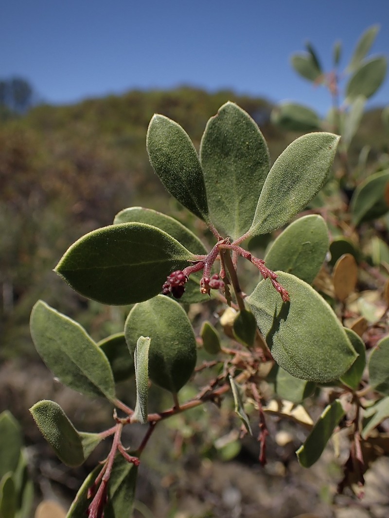 Arctostaphylos stanfordiana subsp. raichei photo 3