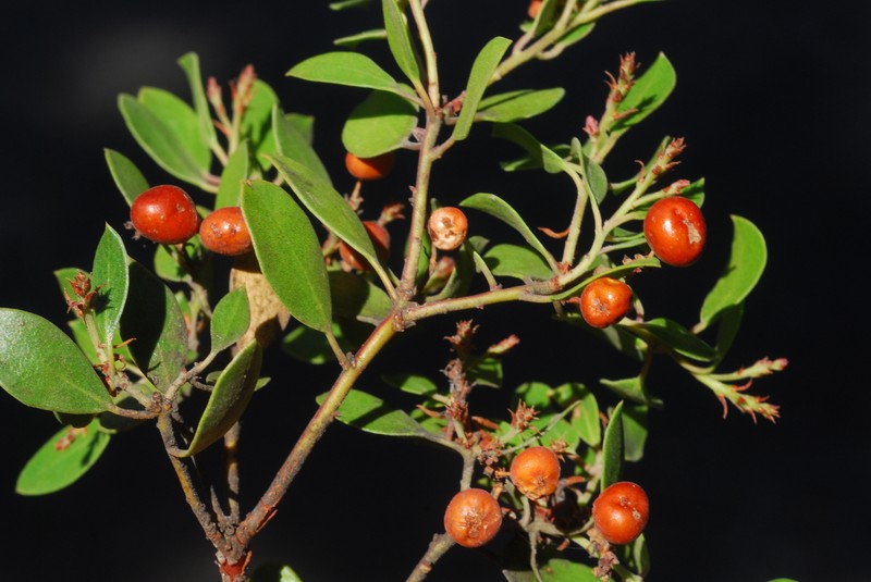 Arctostaphylos stanfordiana subsp. raichei photo 4