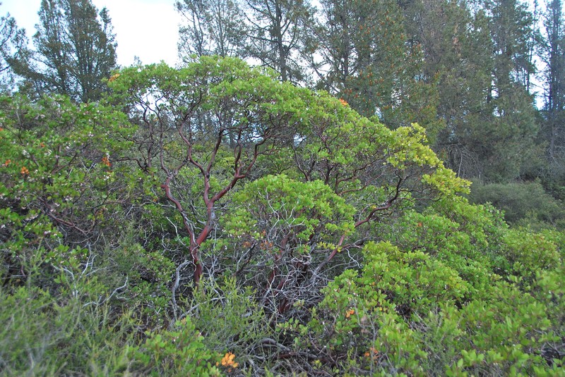 Arctostaphylos stanfordiana subsp. raichei photo 5