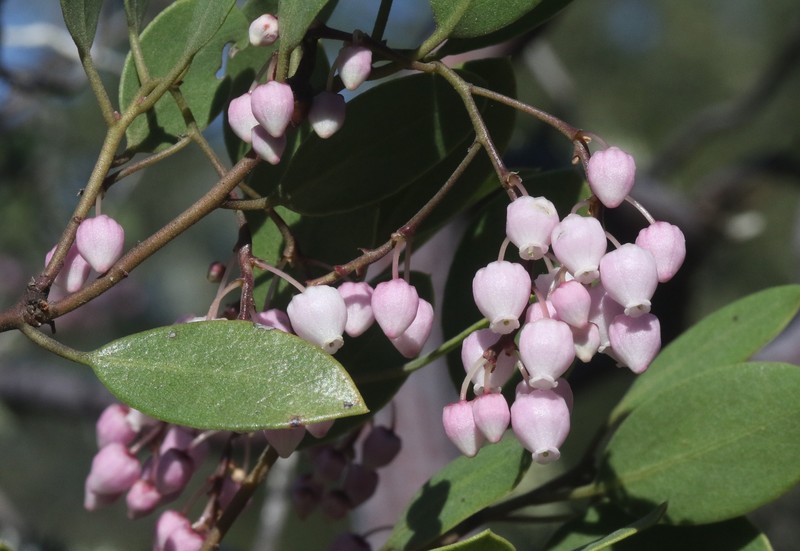 Arctostaphylos stanfordiana subsp. stanfordiana