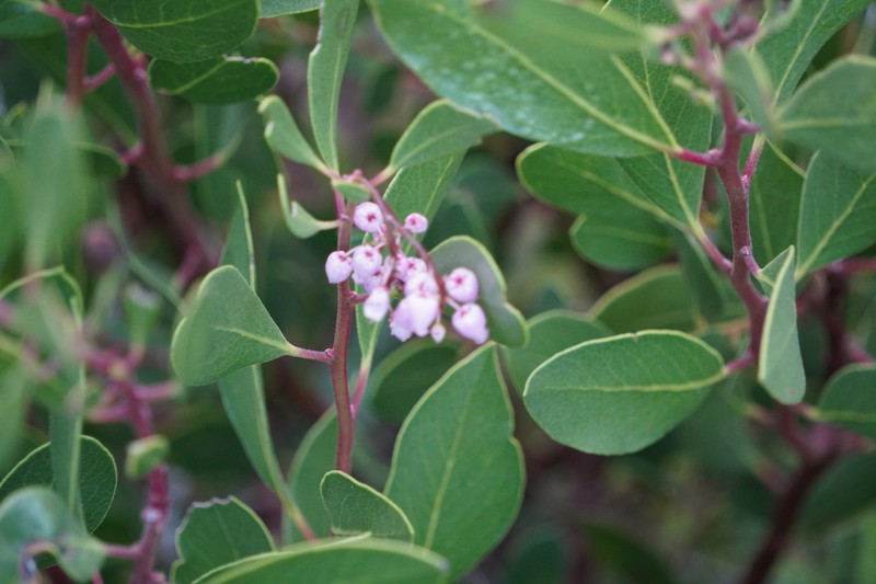 Arctostaphylos stanfordiana subsp. stanfordiana photo 2