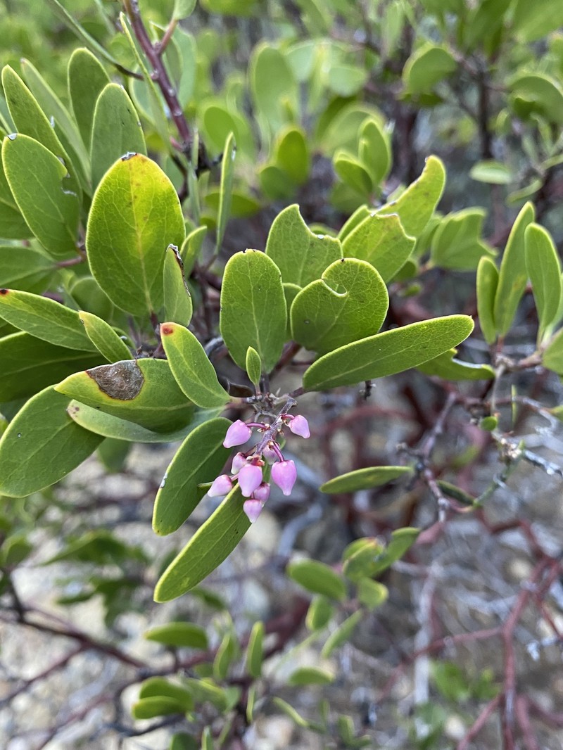 Arctostaphylos stanfordiana subsp. stanfordiana photo 3