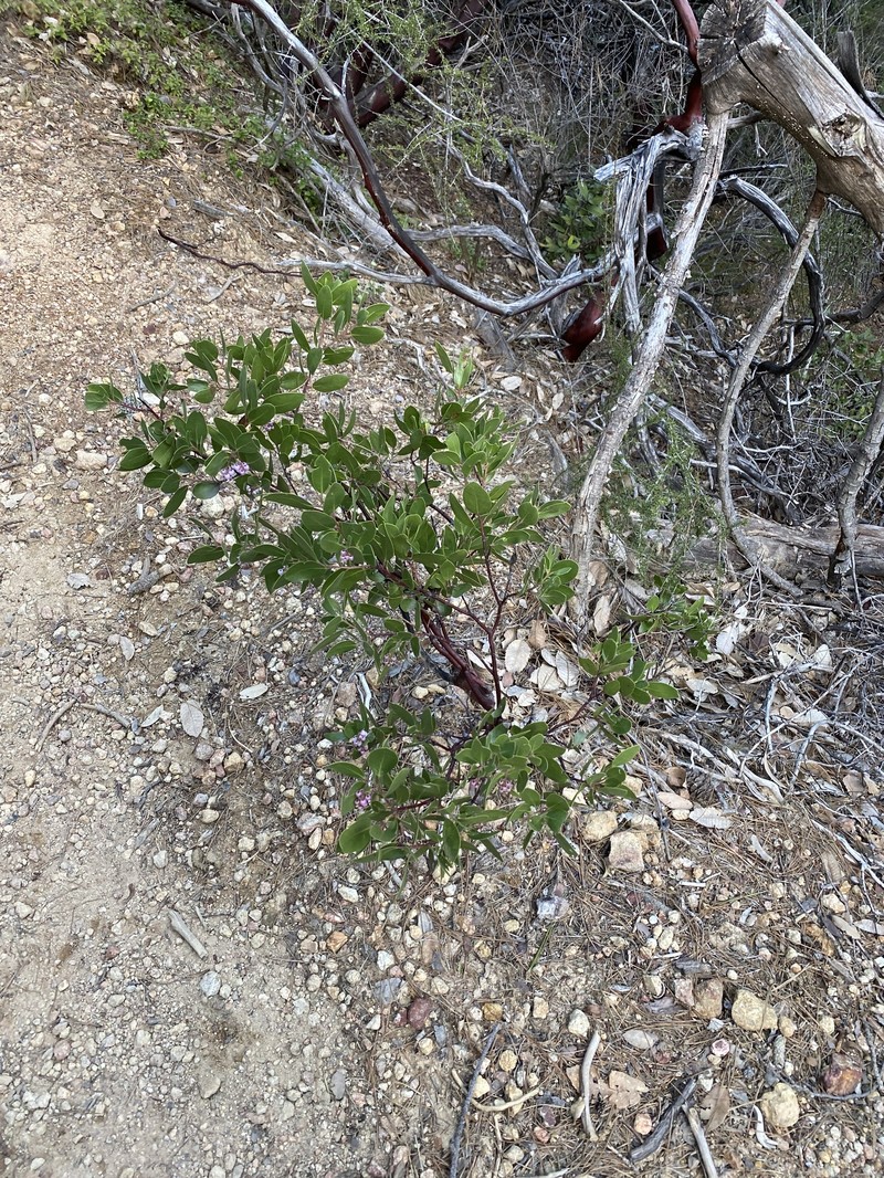 Arctostaphylos stanfordiana subsp. stanfordiana photo 4