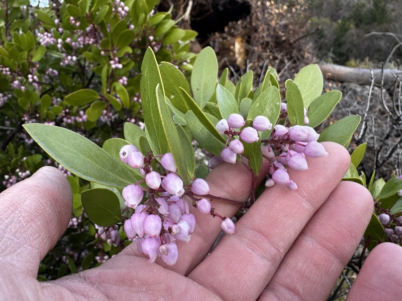 Arctostaphylos stanfordiana subsp. stanfordiana photo 5