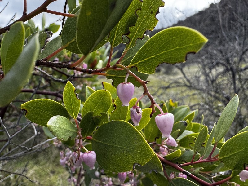 Arctostaphylos stanfordiana subsp. stanfordiana photo 6