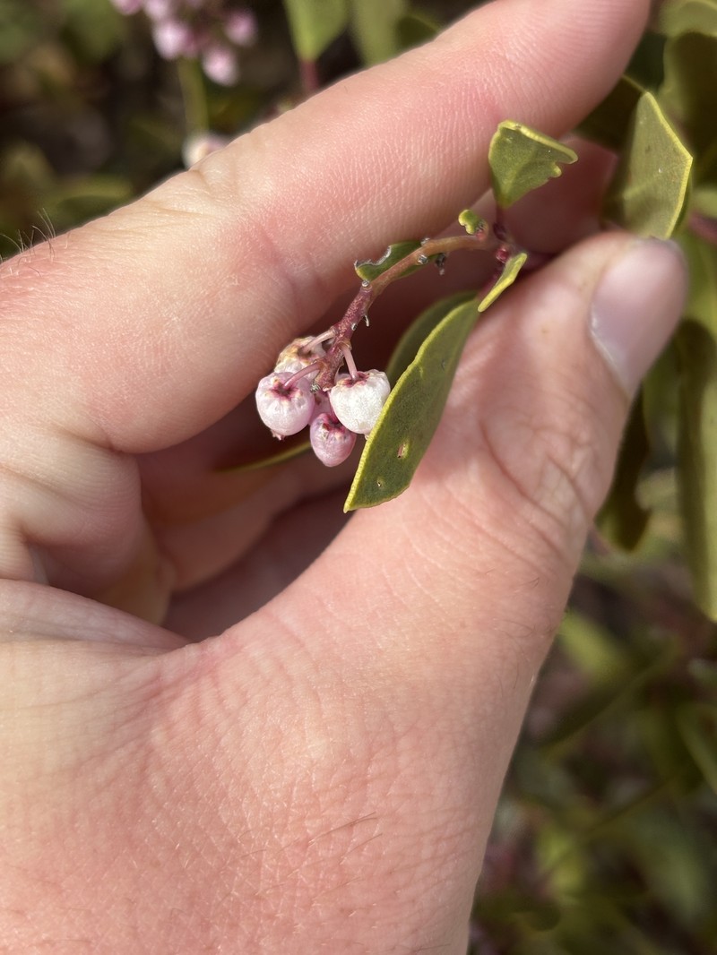 Arctostaphylos stanfordiana subsp. stanfordiana photo 8