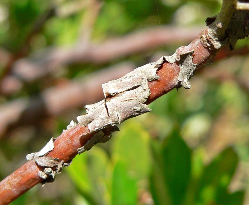 woollyleaf manzanita photo 2