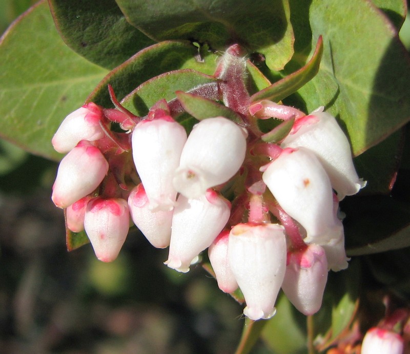 woollyleaf manzanita