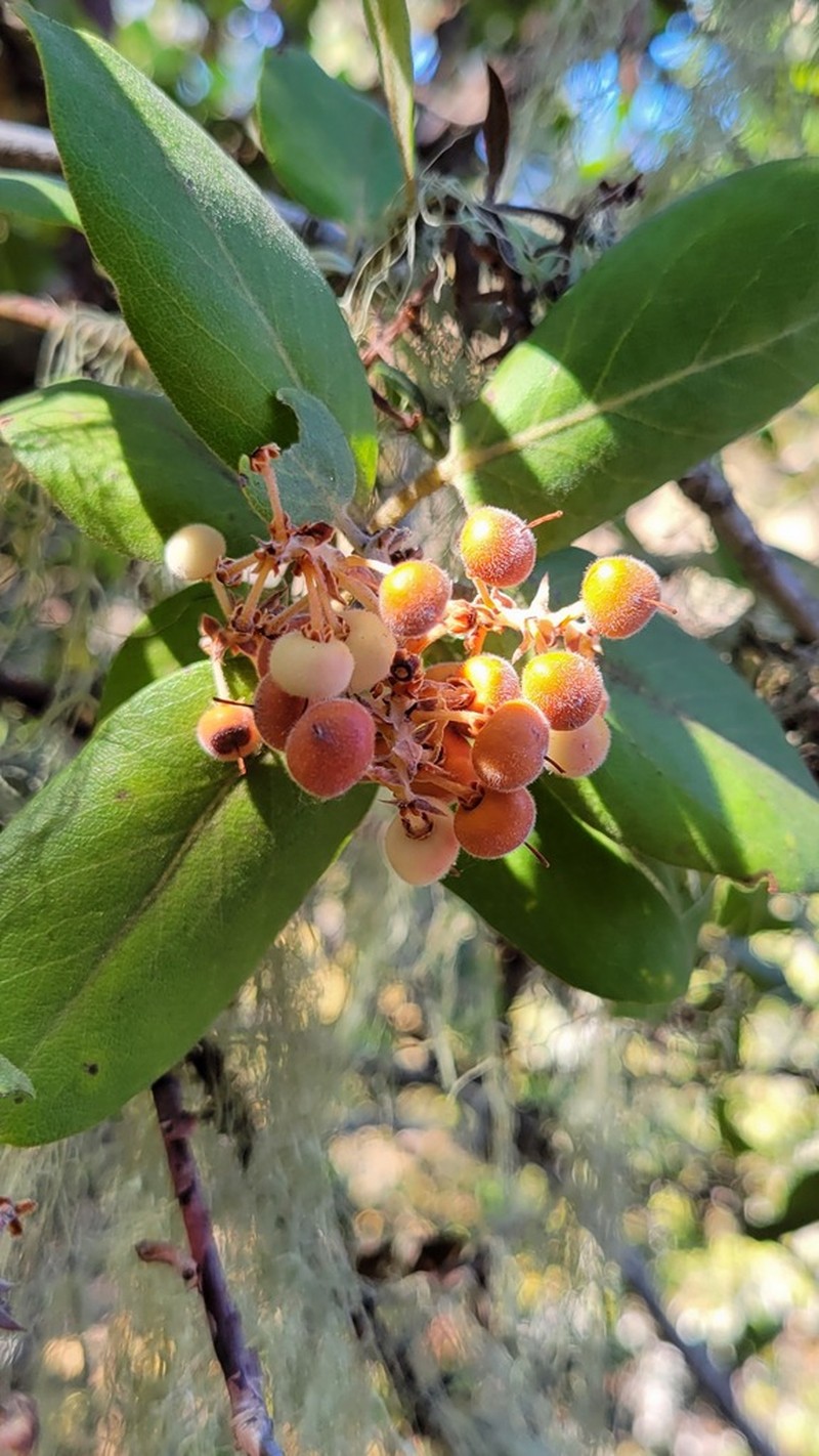 woollyleaf manzanita photo 4