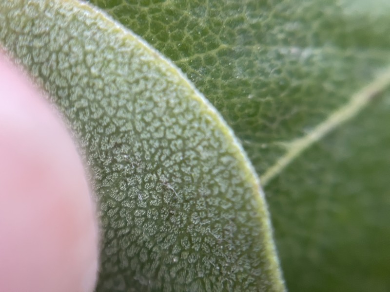 woollyleaf manzanita photo 5