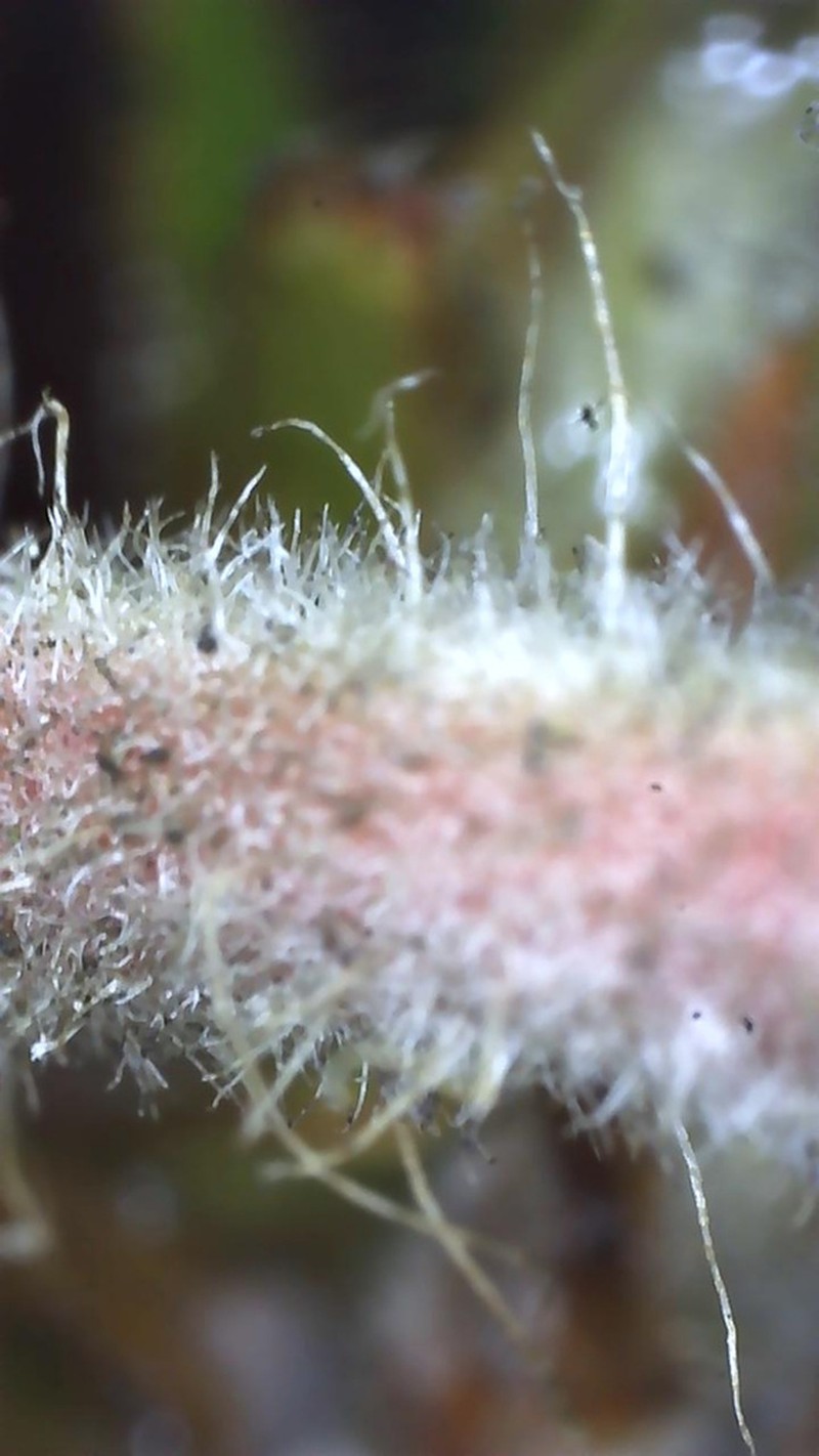 woollyleaf manzanita photo 6