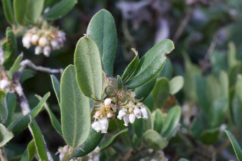 Arctostaphylos tomentosa subsp. bracteosa