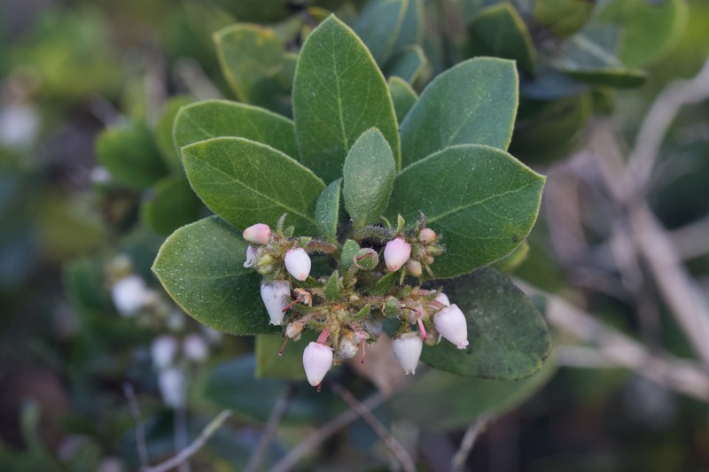 Arctostaphylos tomentosa subsp. bracteosa photo 2