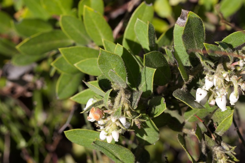 Arctostaphylos tomentosa subsp. bracteosa photo 3
