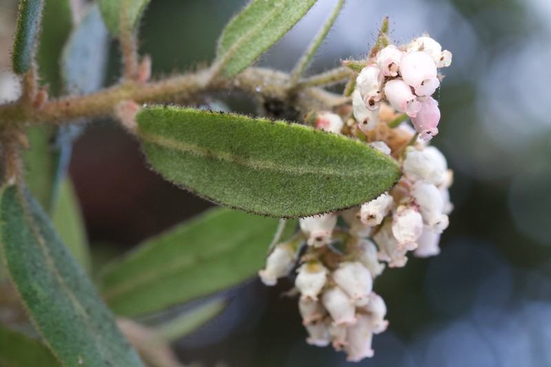 Arctostaphylos tomentosa subsp. bracteosa photo 4
