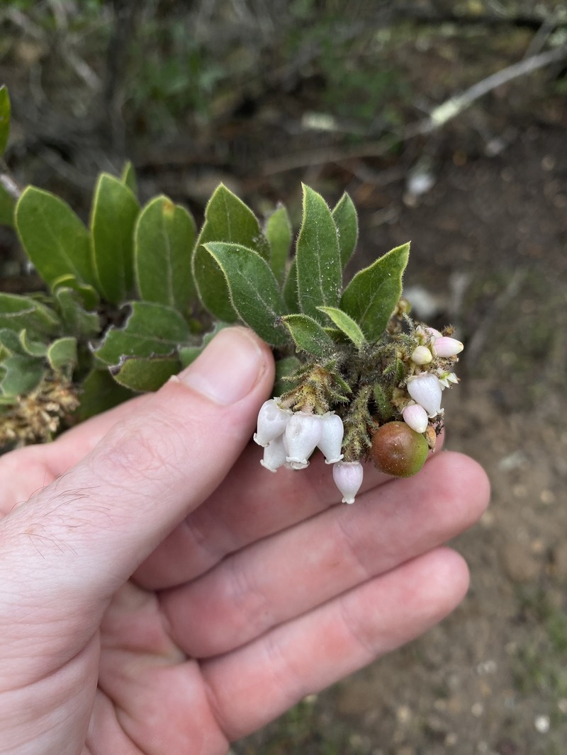 Arctostaphylos tomentosa subsp. bracteosa photo 5