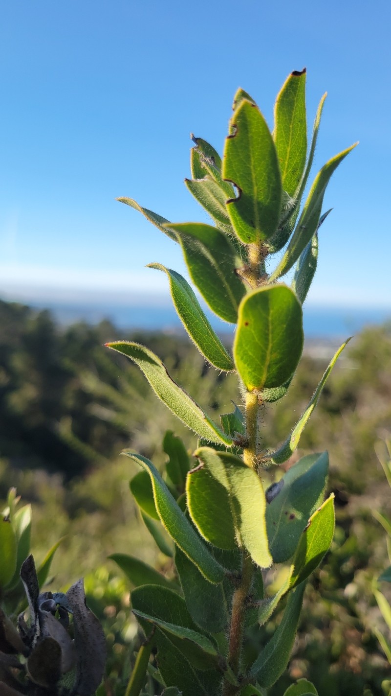 Arctostaphylos tomentosa subsp. bracteosa photo 6