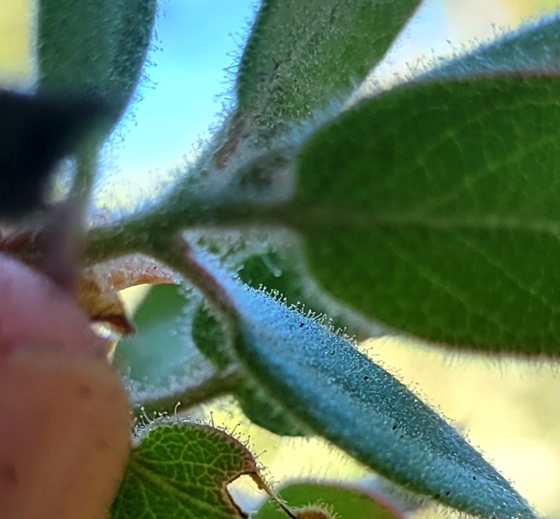 Arctostaphylos tomentosa subsp. bracteosa photo 8