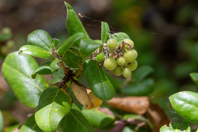 Arctostaphylos tomentosa subsp. daciticola
