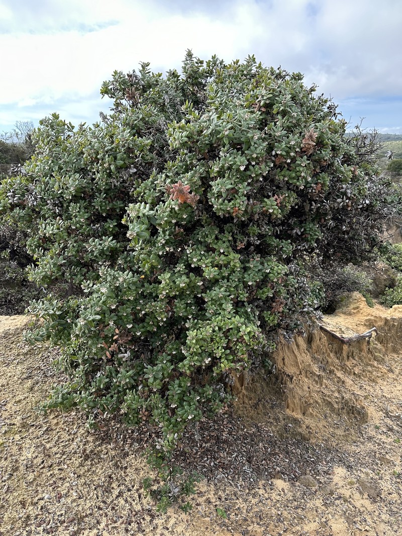 Arctostaphylos tomentosa subsp. daciticola photo 2