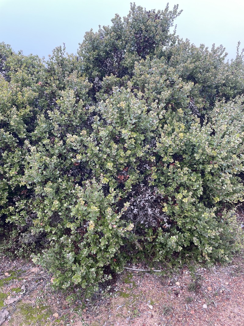 Arctostaphylos tomentosa subsp. daciticola photo 3
