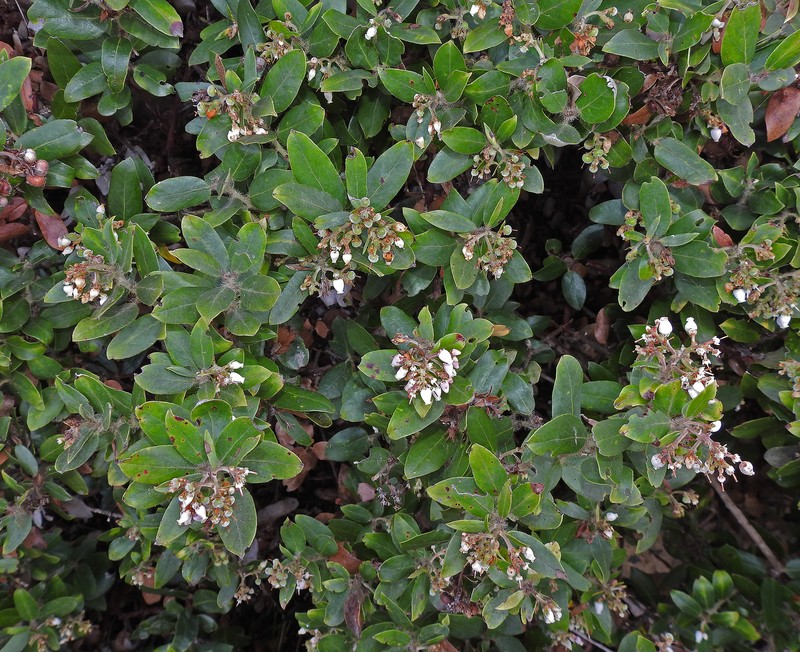 Arctostaphylos tomentosa subsp. daciticola photo 6