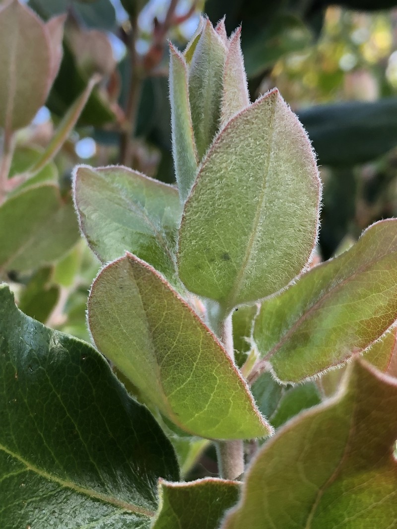 Arctostaphylos tomentosa subsp. daciticola photo 7