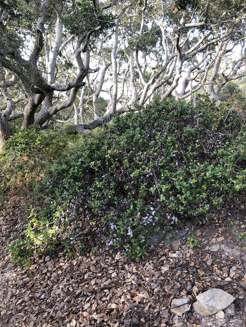 Arctostaphylos tomentosa subsp. daciticola photo 8