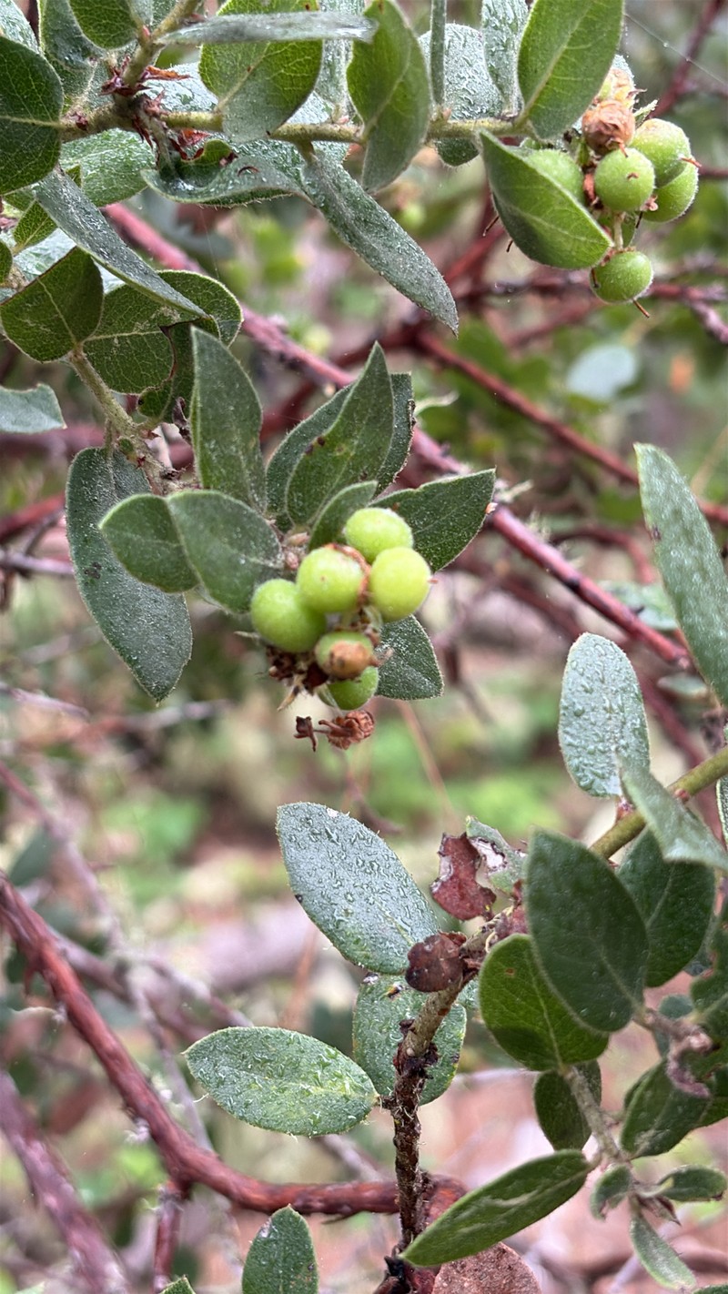 Arctostaphylos tomentosa subsp. hebeclada