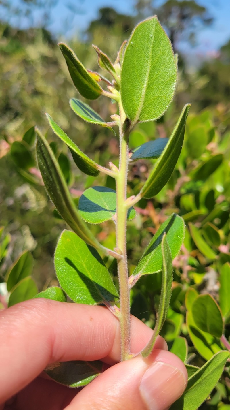Arctostaphylos tomentosa subsp. hebeclada photo 2