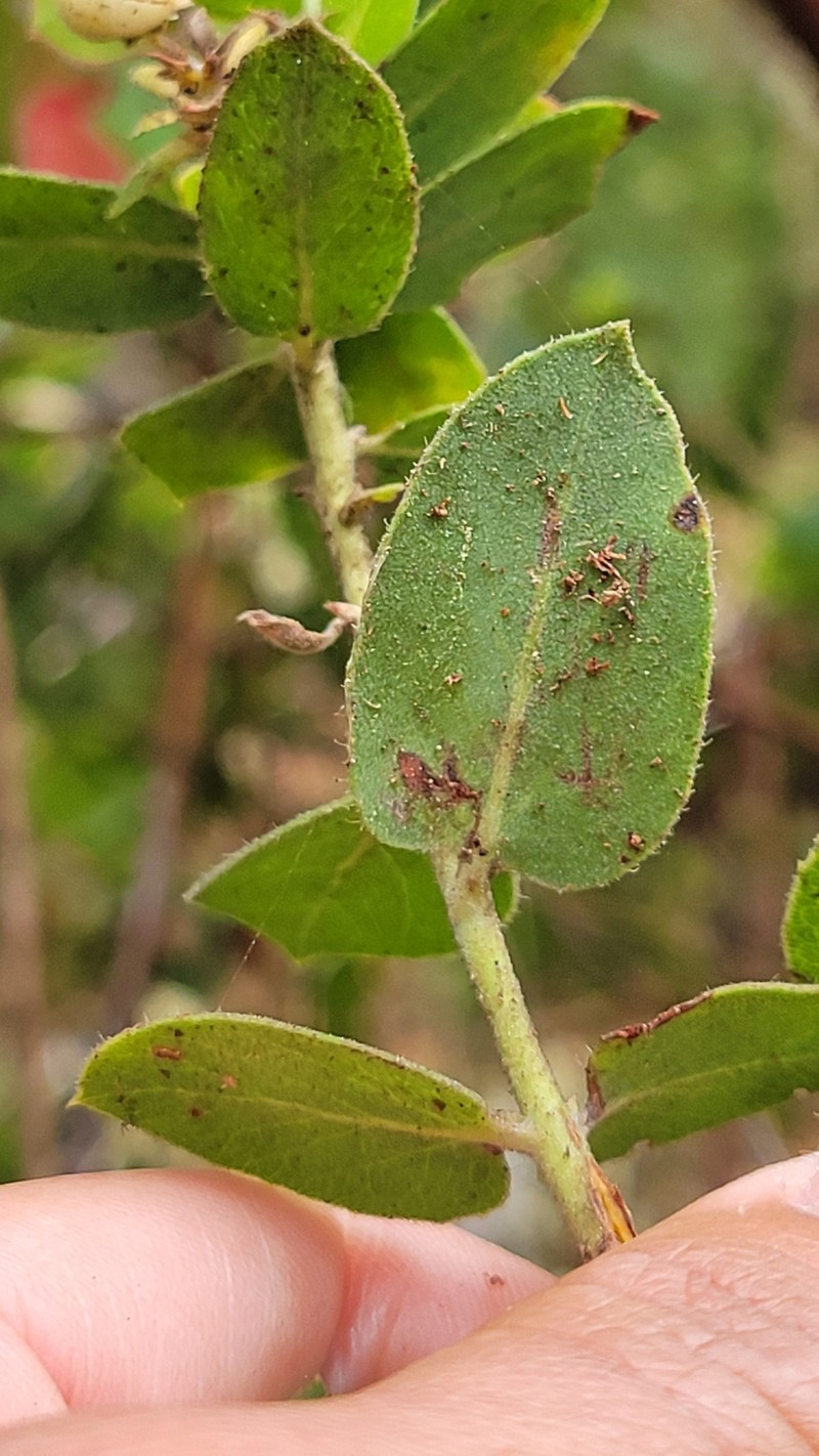 Arctostaphylos tomentosa subsp. hebeclada photo 3