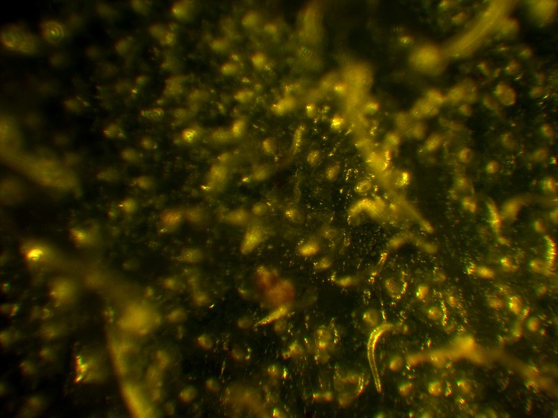 Arctostaphylos tomentosa subsp. hebeclada photo 4