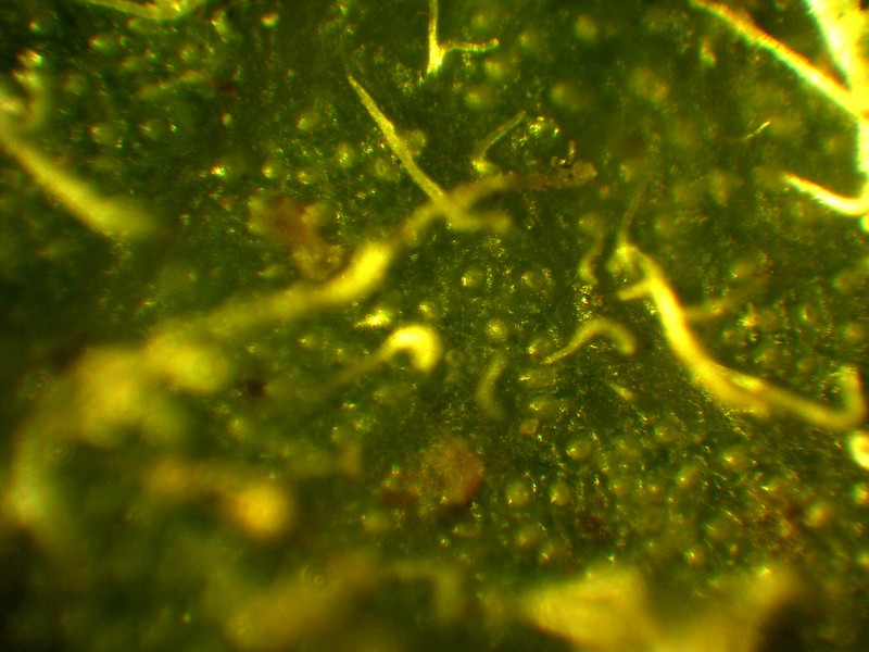 Arctostaphylos tomentosa subsp. hebeclada photo 5